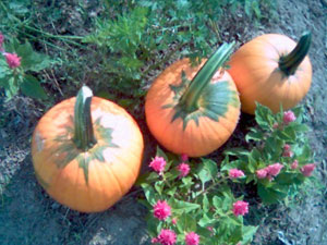 Click to enlarge image in a resizable window.